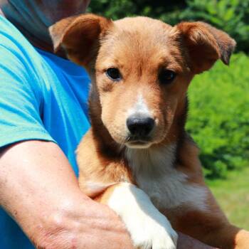 CT Josephine -  Shepherd and Mixed Breed Dog for Adoption in Eastford, Connecticut - CT Josephine | PetCurious