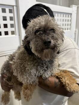 Leonard -  Poodle and Schnauzer Dog for Adoption in New York, New York - Leonard | PetCurious