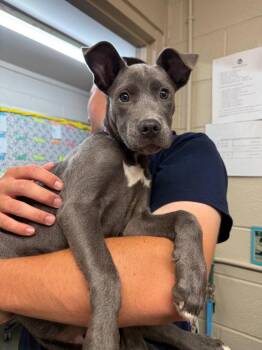 Duchess -  Mixed Breed Dog for Adoption in Murray, Kentucky - Duchess | PetCurious