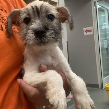 WAGS-Stray-23042 -  Terrier and Mixed Breed Dog for Adoption in Westminster, California - WAGS-Stray-23042 | PetCurious