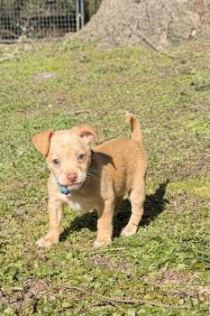 Chihuahua Dogs Available for Adoption - Butterscotch  | PetCurious
