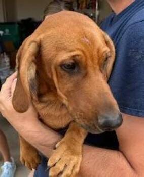 Bubs -  Dachshund and Mixed Breed Dog for Adoption in Kansas City, Missouri - Bubs | PetCurious