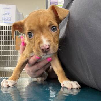 Kona -  Mixed Breed Dog for Adoption in Rockville, Maryland - Kona | PetCurious