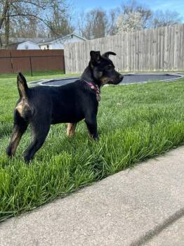 Shepherd Dogs Available for Adoption - Tiana | PetCurious