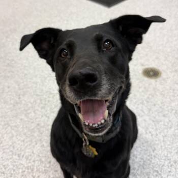 Bella -  Black Labrador Retriever Dog for Adoption in Hood River, Oregon - Bella | PetCurious