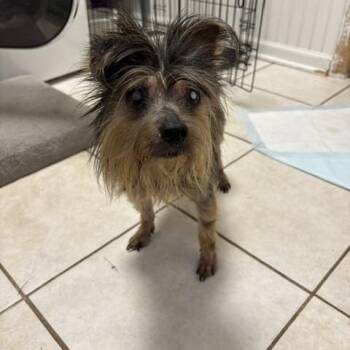 Pappy -  Yorkshire Terrier Dog for Adoption in Aurora, Illinois - Pappy | PetCurious