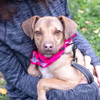 Rescue Mountain Cur and Feist Dogs for Adoption in West Grove, Pennsylvania - Mulan  (Female)    Avail  11/1 | PetCurious
