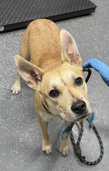 Penelope -  Shepherd Dog for Adoption in Morristown, Tennessee - Penelope | PetCurious