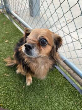 Rescue Chihuahua and Mixed Breed Dogs for Adoption in Carrollton, Texas - Princess | PetCurious