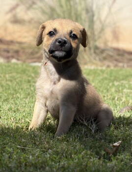 Rescue German Shepherd Dog Dogs for Adoption in Charlotte, North Carolina - Toody | PetCurious