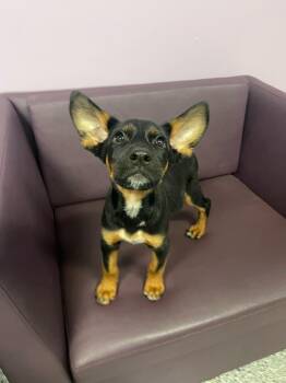 Feelgood in NH. Come Meet our Adoptable Dogs Wednesday-Saturday. -  Shepherd Dog for Adoption in Manchester, New Hampshire - Feelgood In NH. Come Meet Our Adoptable Dogs Wednesday-Saturday. | PetCurious