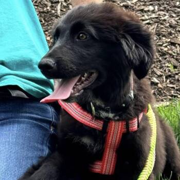 Border Collie and Flat Coated Retriever Dogs Available for Adoption in Crystal Lake, Illinois - Cookie | PetCurious