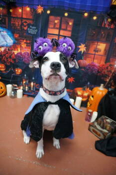 Rescue Terrier Dogs for Adoption in St. Augustine, Florida - Wednesday Addams | PetCurious