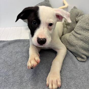 Shepherd and Labrador Retriever Dogs Available for Adoption in Dayton, Ohio - Spot | PetCurious