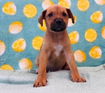 Felix -  German Shepherd Dog and Labrador Retriever Dog for Adoption in Sedalia, Colorado - Felix | PetCurious