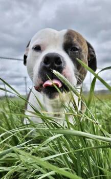 Rescue Pit Bull Terrier Dogs for Adoption in Mcminnville, Oregon - Wheatland | PetCurious