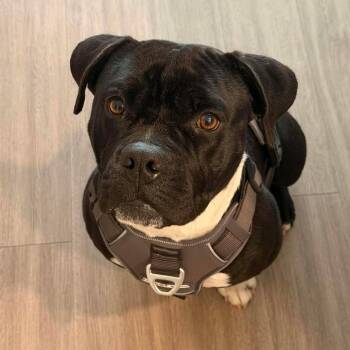 Mixed Breed Dogs Available for Adoption - Mystery | PetCurious