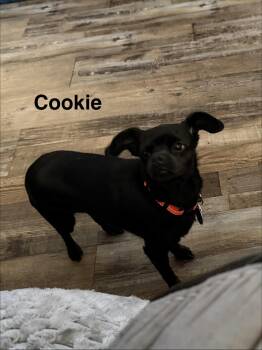 Cookie -  Chihuahua Dog for Adoption in Colorado Springs, Colorado - Cookie | PetCurious