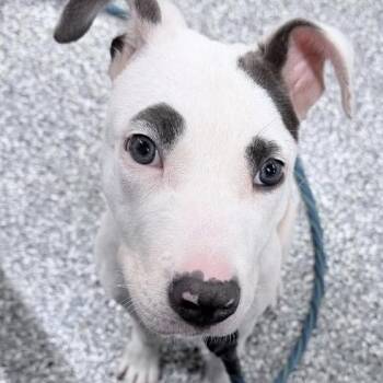 Sofia -  Mixed Breed Dog for Adoption in Dekalb, Illinois - Sofia | PetCurious