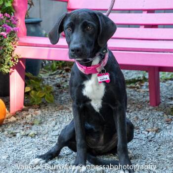 Martha -  Labrador Retriever Dog for Adoption in Wake Forest, North Carolina - Martha | PetCurious