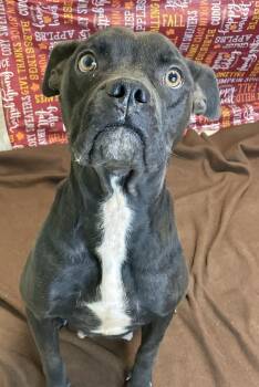 Rescue Boxer Dogs for Adoption in Lacon, Illinois - Autumn | PetCurious