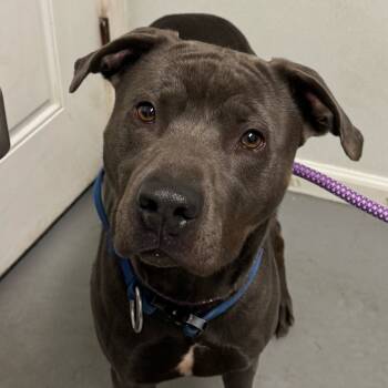 Rescue Mixed Breed Dogs for Adoption in Troy, Illinois - Apollo | PetCurious