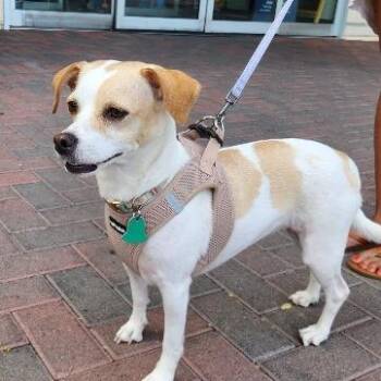Noli -  Dachshund and Chihuahua Dog for Adoption in Las Vegas, Nevada - Noli | PetCurious
