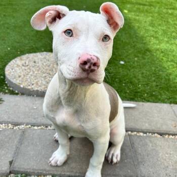 Terrier and Mixed Breed Dogs Available for Adoption - Doobie Jane | PetCurious