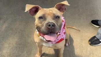PUMA -  American Staffordshire Terrier Dog for Adoption in Huntington, New York - PUMA | PetCurious