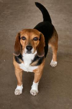 Beagle Dogs Available for Adoption in Lacon, Illinois - Lola | PetCurious