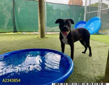 RYAN -  Mixed Breed Dog for Adoption in West Palm Beach, Florida - RYAN | PetCurious