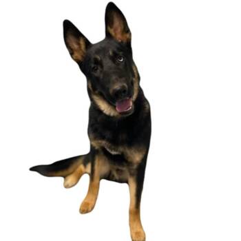 Atlantis -  German Shepherd Dog Dog for Adoption in Red Bluff, California - Atlantis | PetCurious