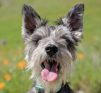 Rescue Miniature Schnauzer Dogs for Adoption in San Ramon, California - Behr | PetCurious