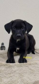 Freedom -  Mixed Breed Dog for Adoption in Groveland, Massachusetts - Freedom | PetCurious