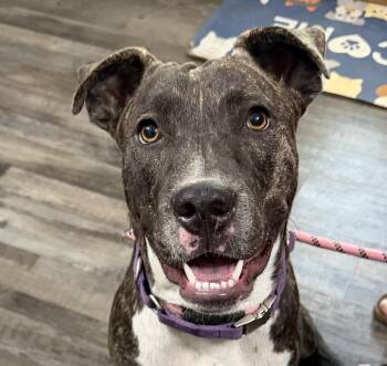 Enzo -  Mixed Breed Dog for Adoption in Andover, Massachusetts - Enzo | PetCurious