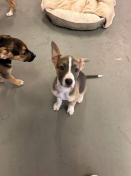 Sally Carrera -  Pit Bull Terrier and German Shepherd Dog Dog for Adoption in Los Angeles, California - Sally Carrera | PetCurious