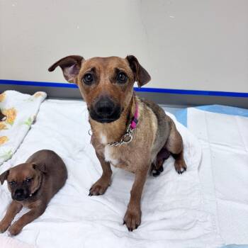 Bay -  Mixed Breed Dog for Adoption in Bismarck, North Dakota - Bay | PetCurious