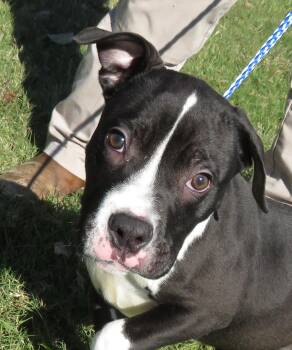Rescue American Staffordshire Terrier Dogs for Adoption in Hernando, Mississippi - Truffle | PetCurious