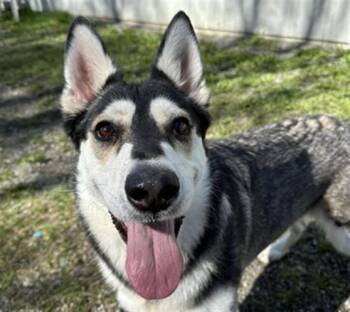 SEENA -  Husky and Mixed Breed Dog for Adoption in Anchorage, Alaska - SEENA | PetCurious