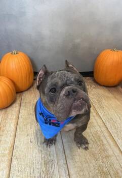 Thumbalina -  American Bully Dog for Adoption in Portland, Maine - Thumbalina | PetCurious