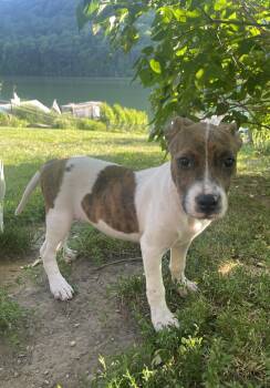 Angel -  Boxer and Terrier Dog for Adoption in Carmel Hamlet, New York - Angel | PetCurious