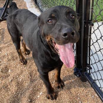 Rose -  Rottweiler Dog for Adoption in Sand Springs, Oklahoma - Rose | PetCurious