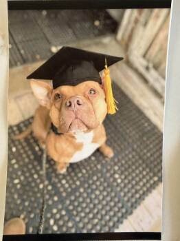 Pit Bull Terrier Dogs Available for Adoption - Roscoe #6 | PetCurious