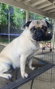 Coco -  Pug Dog for Adoption in Fresno, California - Coco | PetCurious
