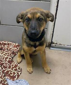 Mixed Breed Dogs Available for Adoption in Nashville, Tennessee - Ferb | PetCurious