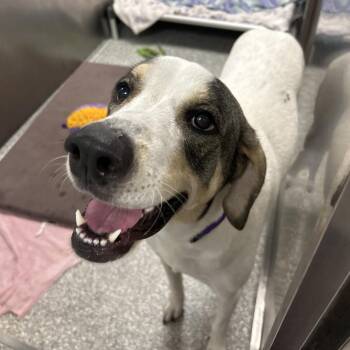 Lily -  Great Pyrenees Dog for Adoption in Jupiter, Florida - Lily | PetCurious