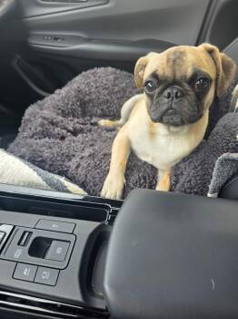 Otis -  Pug Dog for Adoption in Lodi, California - Otis | PetCurious