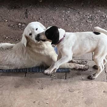Molly S1 -  Hound Dog for Adoption in Natchitoches, Louisiana - Molly S1 | PetCurious