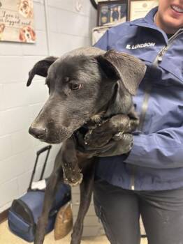 JUSTICE -  Labrador Retriever Dog for Adoption in Stockton, California - JUSTICE | PetCurious