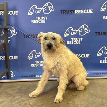LASSITER -  Terrier and Mixed Breed Dog for Adoption in Waterford, New Jersey - LASSITER | PetCurious